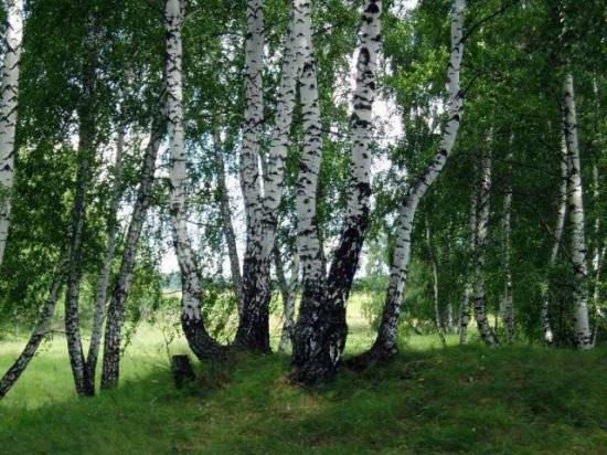 Береза. Навряд чи знайдеться людина, яка не знає, як красиво виглядає забарвлення кори зазначеного дерева