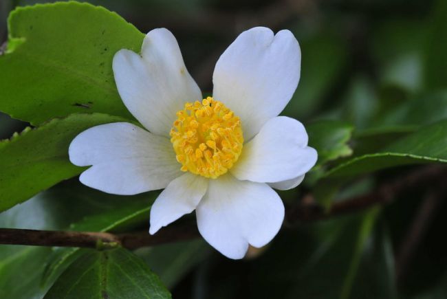 Олійна камелія (C. oleifera)