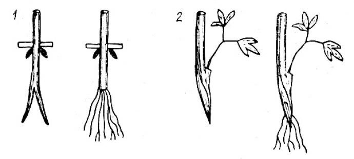 Можливий варіант розмноження клематисів живцями: 1 - здерев'янілих; 2 - зелених