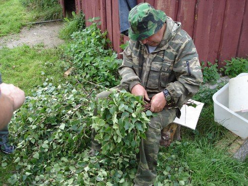 Заготівля банних віників відбувається в червні-серпні