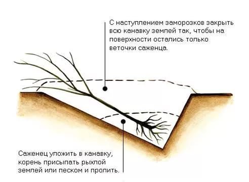 прикопки саджанців