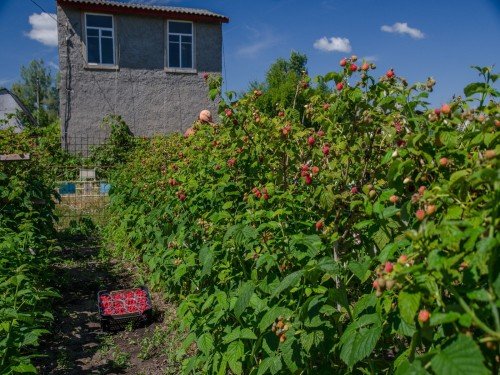 Посадки малинових дерев