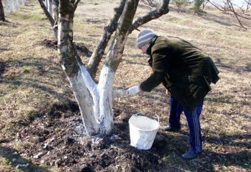 Побілка стовбура яблуні