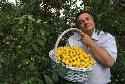 Урожай Злата скіфів