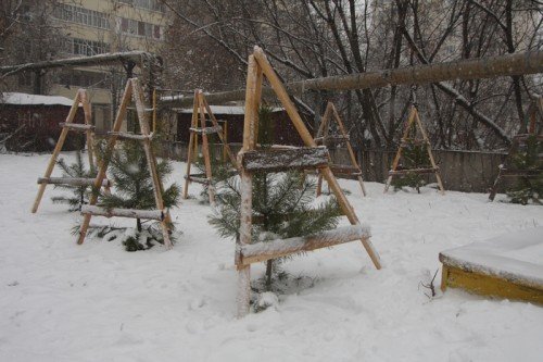 Захист молодих хвойних саджанців