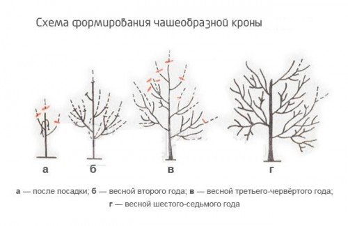 чашевидних крона