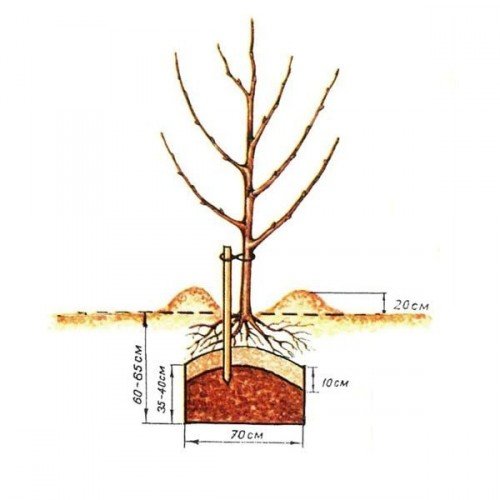 Схема посадки саджанця яблуні