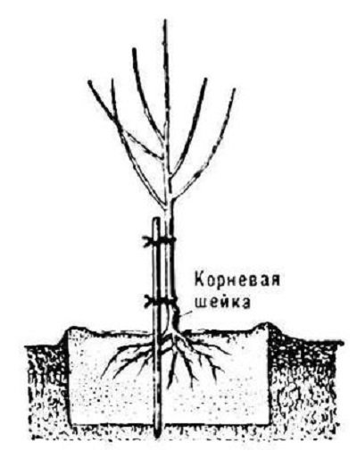 посадка саджанця