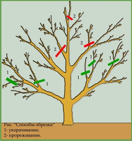 Схема весняної обрізки яблуні