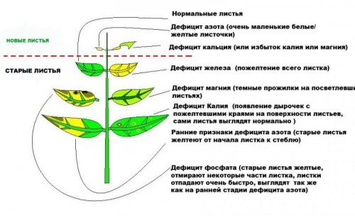 схема листя