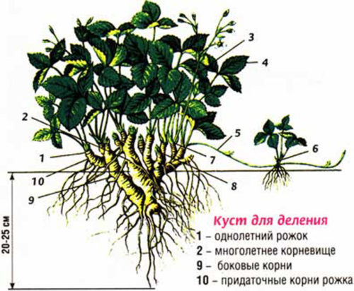 Коренева система суничного куща