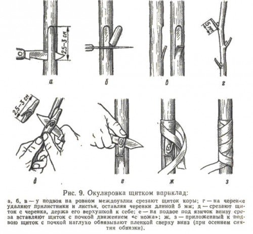 схема окулірування