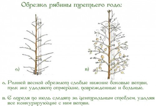 Схема обрізки горобини