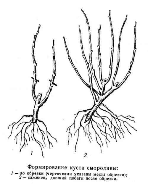 Формування куща смородини