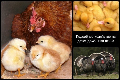 Домашня птиця на дачній ділянці