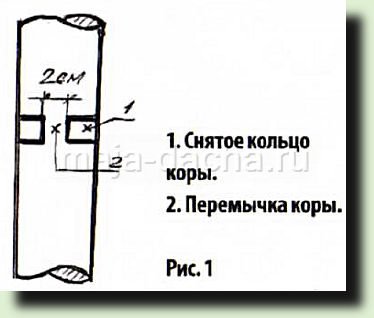 Снімок17