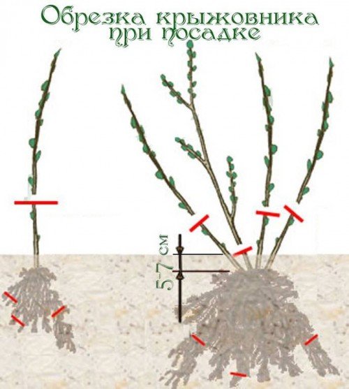 Обрізка агрусу перед посадкою