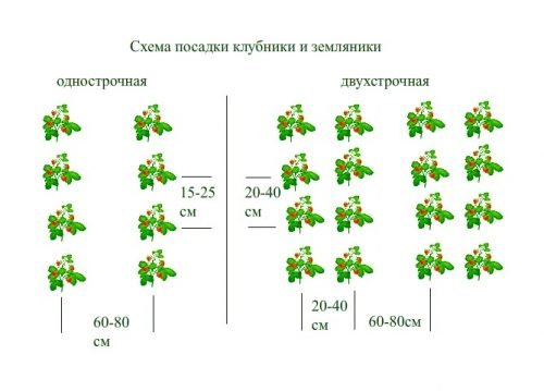 Схема посадки суниці та полуниці