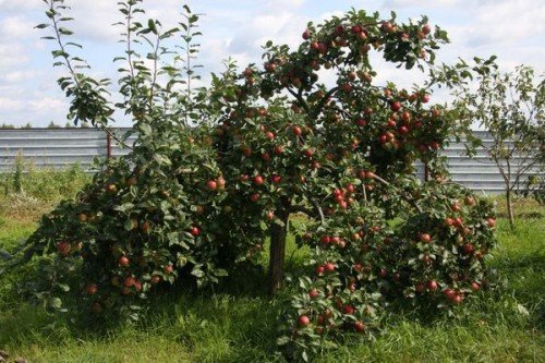 Яблуня сорту Веньяміновская