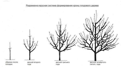 Обрізка Краснощок абрикоса