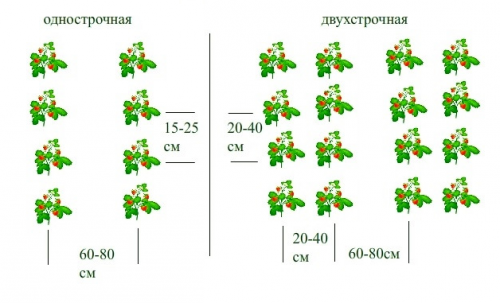 Схема посадки суниці