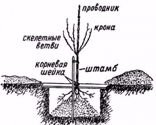 Посадка саджанця груші