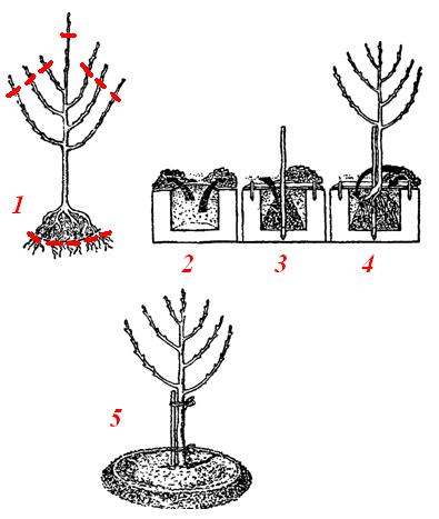 Схема посадки груші