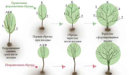 обрізка груші