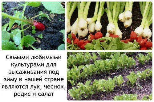 Культури садити під зиму