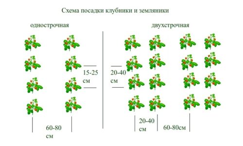 Схема посадки суниці садової