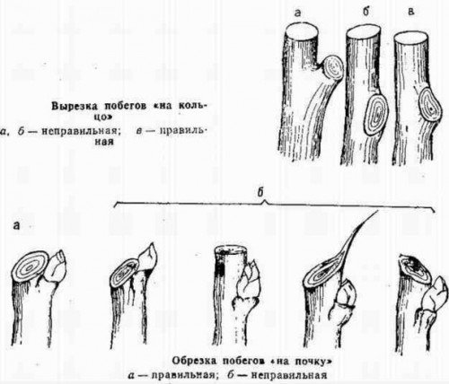 Правила обрізки