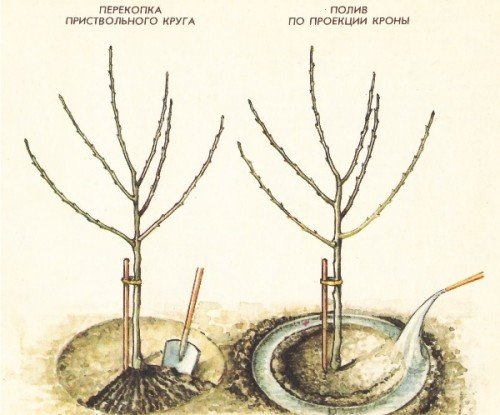 полив яблуні