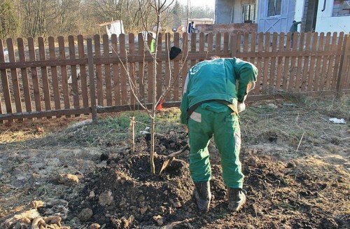 Внесення добрив в пристовбурні кола яблуні