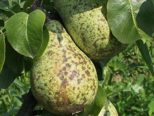 парша груші