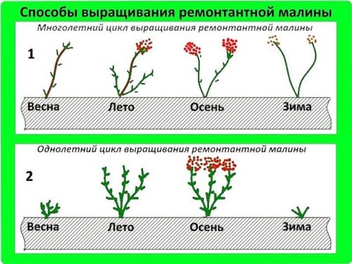 Способи вирощування ремонтантної малини