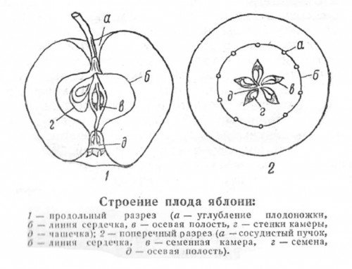 Будова плоду яблука в розрізі