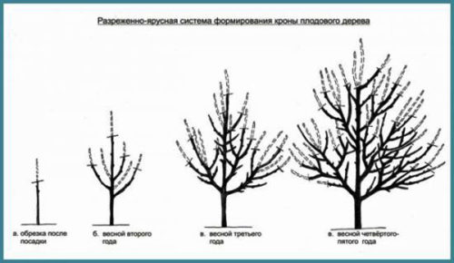 Ярусна форма крони