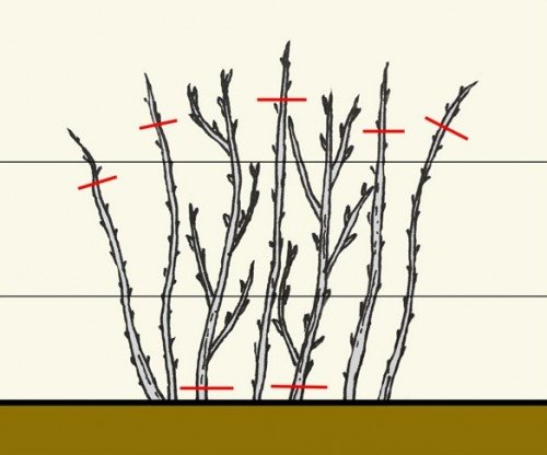 Схема обрізки малини