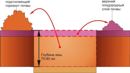 Схема підготовки ями для посадки груші