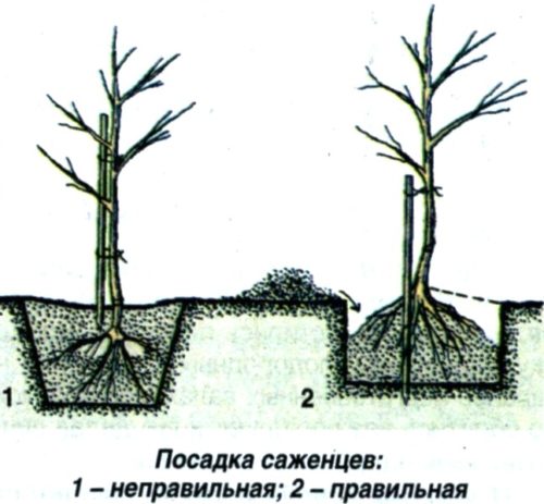 Схема посадки саджанця