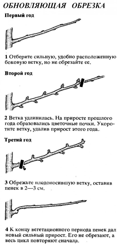 Оновлююча обрізка груші