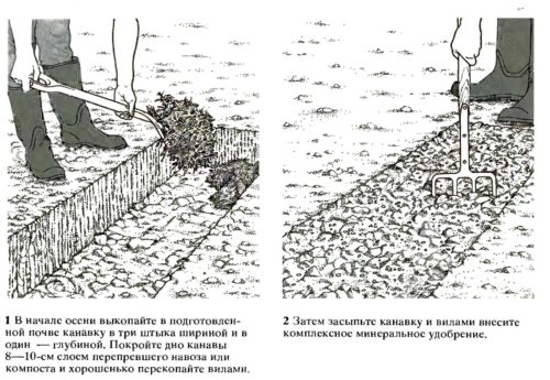 Підготовка ґрунту під малину