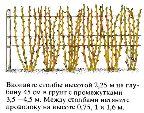 Шпалера для малини