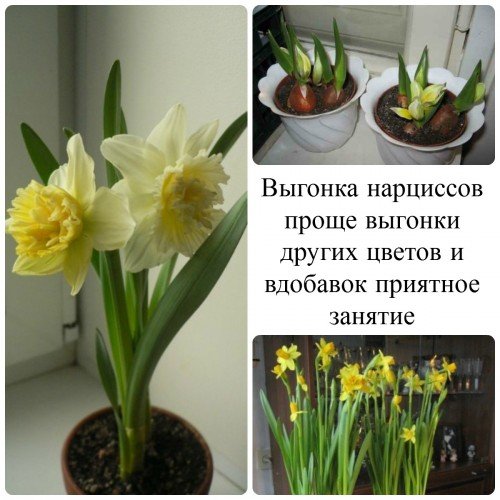 Вигонка нарцисів