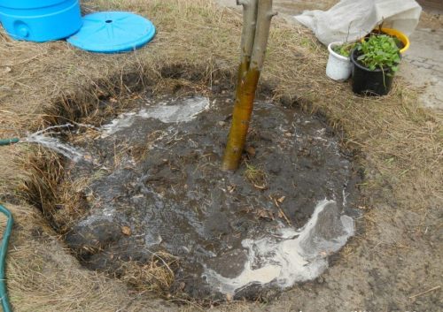 Вода в пристовбурних кіл дерева