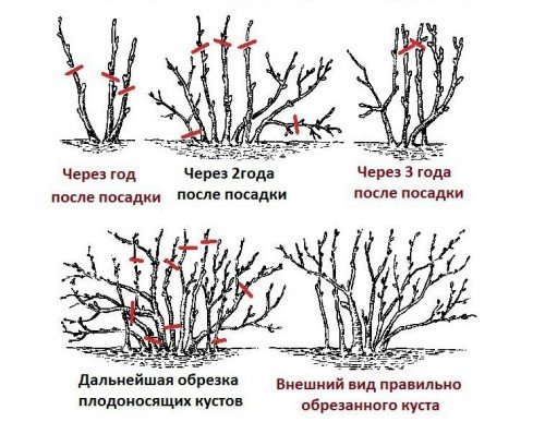 обрізка смородини