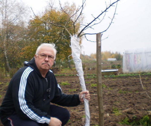 Підготовка молодого дерева до зими