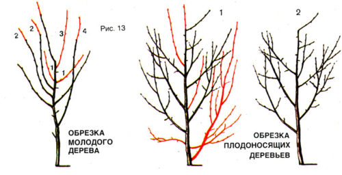 Схема обрізки сливи