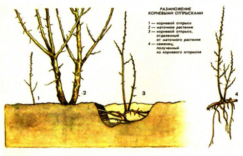 Саджанець з кореневої порослі